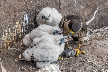 Australian Peregrine Falcon feeding chicks