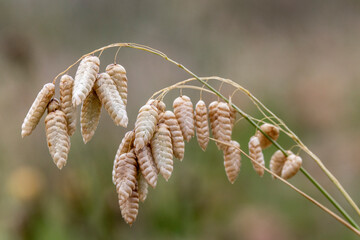 Close up of Large Quaking Grass