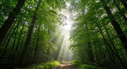 Obraz premium Serene Forest Scene with Sunlight Filtering Through Dense Green Canopy