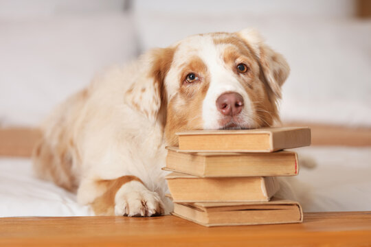 Cute Australian Shepherd dog with books on bed in bedroom