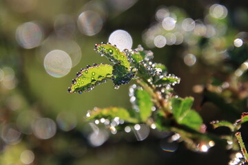 young leaves in morning dew