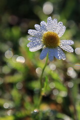 daisy in morning dew