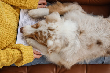 Owner with cute Australian Shepherd dog and book on sofa in living room