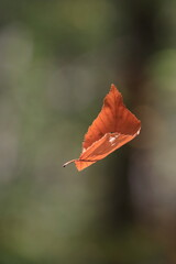 falling leaf