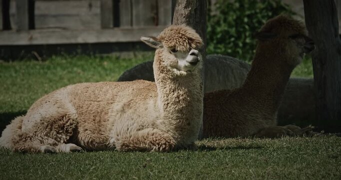 two lazy Alpacas relaxing in summer grass. Lama pacos is a species of South American camelid mammal.