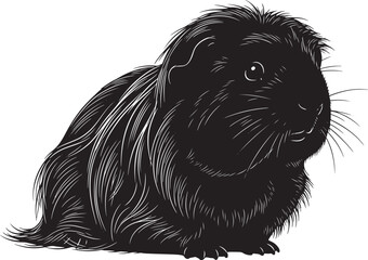 Adorable fluffy black guinea pig pet rodent with detailed fur texture isolated for cute animal imagery and designs