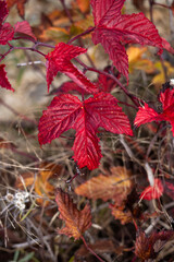 紅葉した高山植物の葉