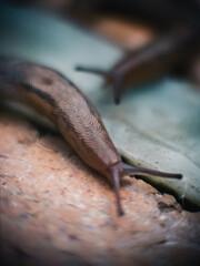 close up of a snail