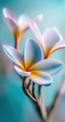 Close Up of Delicate White and Yellow Flowers with Teal Background Soft Focus and Natural Light