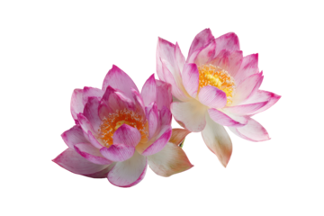 Two pink lotus flowers with yellow centers on a black background white, Isolated On Transparent Background, Png Cut Out