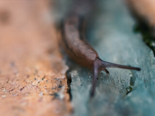 close up of a snail