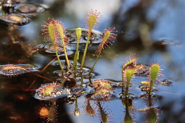 sundew leaves