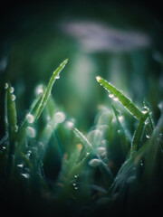 dew on the grass