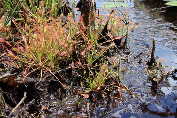 sundew plants