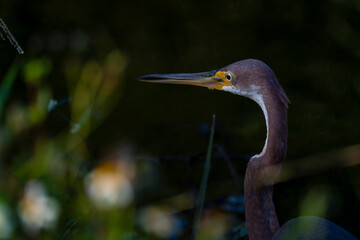 heron tricolot