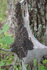 tent caterpillars