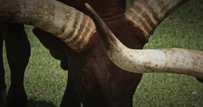 Grazing Cow with Distinctive Horns on Green Grass