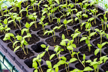 Close up of a sprout planted in the soil for planting. The stems of kale sprouts growing on the soil. Soil for cultivation is a contains nutrients for growth plant.
