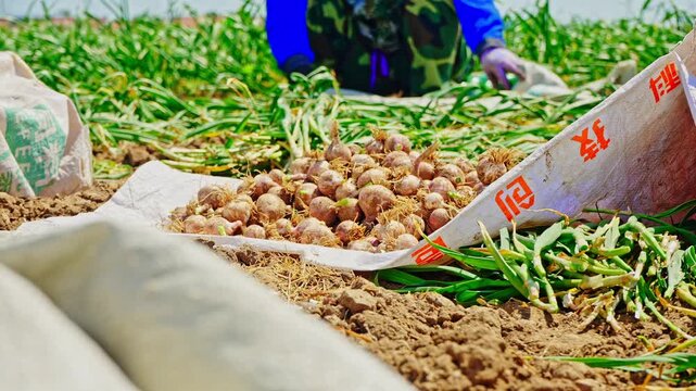 Farmers harvesting single-clove garlic outdoors in the countryside