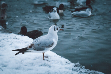 Black-headed gull (Chroicocephalus ridibundus) standing on fresh snow beside a dark winter lake. Soft snowflakes falling, peaceful cold-season wildlife scene in a quiet city park.