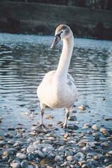 Young mute swan (Cygnus olor) stepping out of the river onto a snowy bank. Vertical photo. Wet feathers, graceful posture, calm winter mood, shallow water behind, peaceful wildlife moment.
