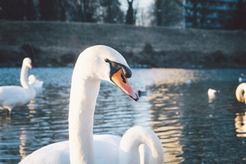 Close-up of a mute swan (Cygnus olor) head with water droplets on feathers. Blurred background shows other swans swimming on the river. Elegant winter wildlife scene, peaceful and graceful. © Arkadija
