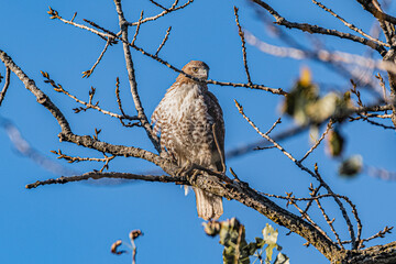 Hawk Perched on Tree Branch Against Clear Blue Sky