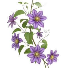 Delicate purple clematis flowers with green leaves on a vine isolated on transparent background © SINHA