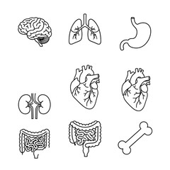Set of Human Internal Organs Outline Vector Icons, Anatomy and Medical Illustrations