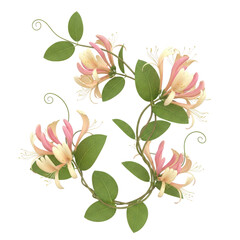 Delicate pink and yellow honeysuckle flowers with green leaves on a swirling vine isolated on transparent background