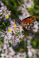 Butterfly on asters