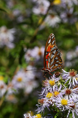 Butterfly on asters