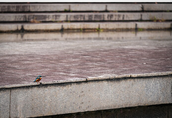 Kingfisher is adapting to city life