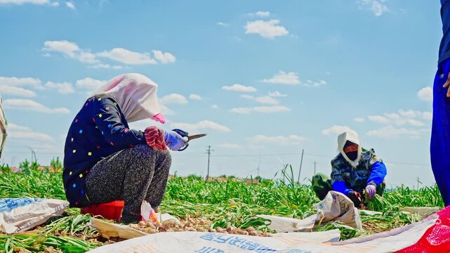 Farmers harvesting single-clove garlic outdoors in the countryside