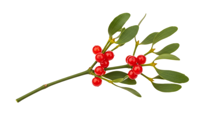 Sprig of mistletoe with green leaves and red berries isolated on transparent background, a traditional christmas decoration for festive season