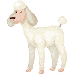 A Fluffy White Poodle Dog Standing Proudly on a Transparent Background
