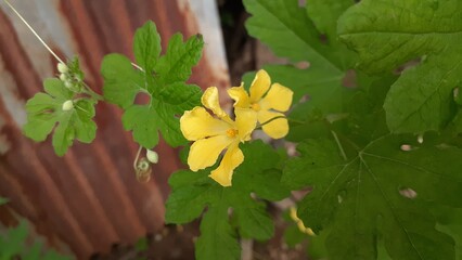 The flowers of the bitter melon plant bloom in the garden. Also known as Momordica charantia, cerassee, goya, bitter apple, bitter gourd, bitter squash, balsam-pear, karela, karavila, peria, pare.