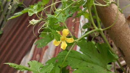 The flowers of the bitter melon plant bloom in the garden. Also known as Momordica charantia, cerassee, goya, bitter apple, bitter gourd, bitter squash, balsam-pear, karela, karavila, peria, pare.