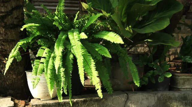 Lush and green bolton fern houseplant swaying in the breeze