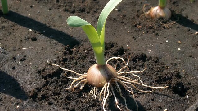 Photograph of the Early Growth Stage of an Onion Plant Sprouting from the