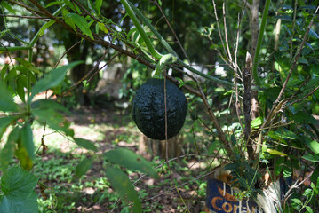 Cultivated Kabocha Squash in Garden