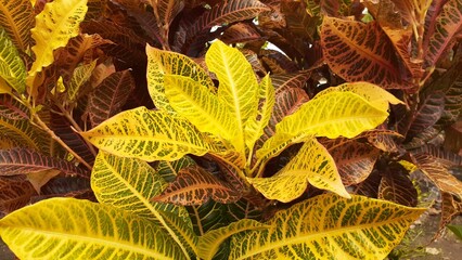 The fresh colorful texture pattern of Codiaeum variegatum leaves. Also known as croton or variegated croton, puring, puding or kroto. Natural background.