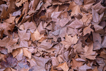 Fallen Plane Tree Leaves on the Ground