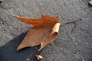 Plane Tree Leaves (Platanus &times; acerifolia) &mdash; Autumn Texture and Natural Detail.
