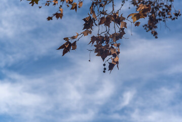 Plane Tree Leaves (Platanus &times; acerifolia) &mdash; Autumn Texture and Natural Detail.