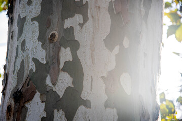 Plane Tree Trunk (Platanus &times; acerifolia) &mdash; Natural Bark Texture and Patterns.