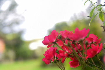 Red Flowers in the Garden