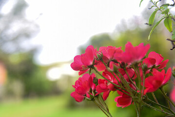Red Flowers in the Garden