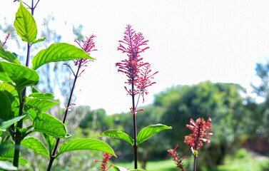 Red Flowers in the Garden