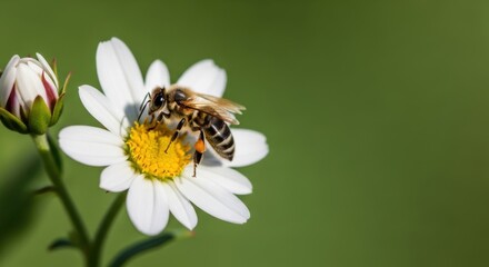 Honeybee Gathering Pollen on a White Daisy, Capturing Nature's Intricate Dance